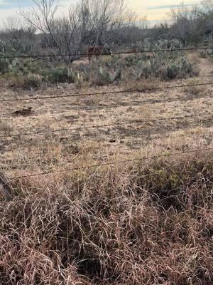 Pt:1 Found another baby calf alone hopefully we can find her mom🤞🙉#babycalf #babymoo #cattleranch #becerros #ranchtok #ranchlife #teamwork #paratii #fy #fyp 