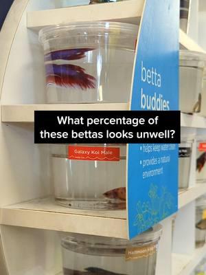 It's common to see betta fish at @Petco displaying physical and behavioral health issues, often showing signs of stress and poor water quality. #betta #betatfish #fishwelfare #petco #aquarium 