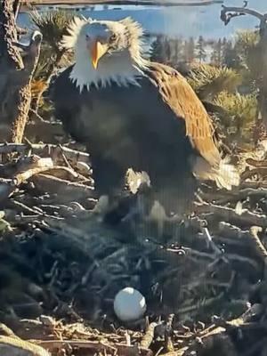 1/23/25 🥹SHADOW SEES EGG FOR FIRST TIKE @8:03am !! 💕🥹🦅 melts my heart ! DELAYED INCUBATION IS NORMAL TELL FULL CLUTCH HAS ARRIVED !! ##nature #eggwatch2025 #jackieandshadow #friendsofbigbearvalley #eagles #Bigbearlake 