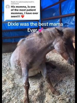 Replying to @sabrinawbennett here’s Dixie with her 1st foal with us(Dolly) she was the best mom, so quiet, so gentle, so careful with her babies 💕#paizleysponies #paintedponiesranch #staystrong #farmlife #horsegirl #ponies #horsetok #horses #sweet #sad #rip #minihorse #redroan #missed #neverforgotten 