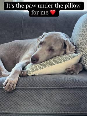 I’ve always been impressed with his ability to use pillows appropriately. #fyp #dogsoftiktok #silverlabsoftiktok #silverlabsquad #silverlabs #foryou #follow #pillow 