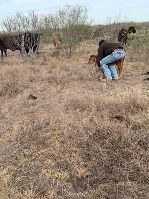 Pt:2 Mission accomplished baby reunited with her momma🥰🙏!!! #babycalf #babymoo #reunited #cows #missionaccomplished #sothisislove #becerros #vacas #cattleranch #ranchlife #teamwork #paratii #fy #fyp 