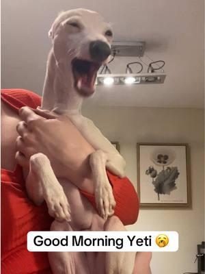 didn’t sleep much last night 🤣😅 #italiangreyhound #iggiesoftiktok 