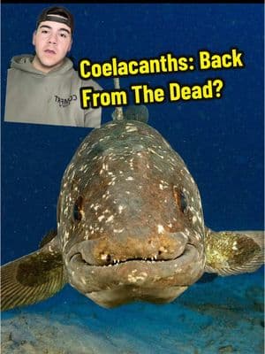 Coelacanths really said “We’re so back” didn’t they? #fyp #zoology #coelacanth #dinofish #livingfossil #animalcrossing #fossilsandarcheology 