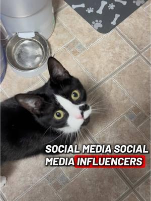 Social media influencers. #meow #viralvideo #catsoftiktok #catlife #fy #fypシ #cat #catvoice #catlover #cattok #trending #tiktokcats #rescuecat #meow #socialmedia #influencers #catinfluencer #interview @fnafchica58 