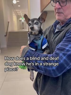 The senior dog nose always knows. #Pipertheminpin #dogdaddy #dogdad #piperstong #minpinsoftiktok #minpins #minpin #frostedface #minpinsoftiktok💕 #dogsoftiktok #minaturepincher #seniordogsoftiktok #dogdementia #agingdog #frostedfaces #dogs #dogsnamedpiper #blinddogsoftiktok 