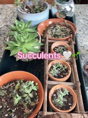 Propagating succulents easy 🤍 #indoorplants #succulents #plantgifts #progation 🤍🌿🌱