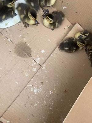 I was so happy to see them being fiesty, I was told by security that Animal Control came to puck them up. 🙏🏼 #fyp #fypシ #fypシ゚viral #baby #duck #ducklings #rescuedducks 