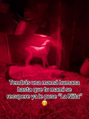 Por eso dicen que Dios hace milagros ella pudo resistir el frío de -25 pero su hermanita no 🥹ni sabíamos que nacería,ala mamá la compramos en la subasta x que estaba muy flaquita para darle mejor vida y tenía una sorpresa para nosotros #dios #diosesbueno #bendiciones #milagros #milagrosinesperados #cabra #parati #animales #asombroso #fyp #life #vida 