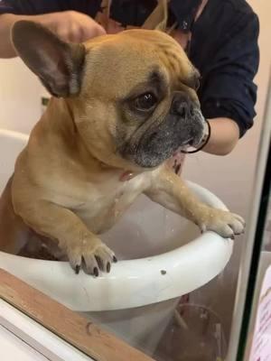 so cute 😊 Credit: on IG willstagram1012 . . . . . . . . . #animalsoftiktok #frenchiebulldoglove #dogsoftiktok #frenchiesoftiktoks #frenchiesoftiktok🐾💕 #frenchielifestyle🐶❤️🥰 #frenchieoftheday #frenchiepuppy #frenchiebulldoglovers #frenchbulldog #frenchiepuppylove❤️ #frenchies 