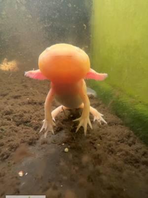 Axolotls in the Greenhouse! Are you keeping Axolotls? What do you feed them? We love to give these guys worms. They stay nice and cool in these deep, plant covered basins. TANK ON! #axolotl #axolotls #aquarium #aquariums #aquascape #aquascaping #aquariumplants #scape #fishtank #freshwateraquarium #plants #plantlife #planted #plantedtank #plantedaquarium #aquascape #aquaticplants