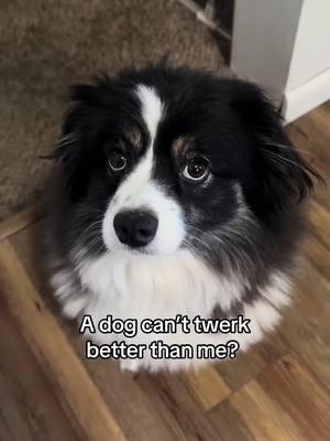 Yes she can! #dogsoftiktok #dogtok #jaxandmila #australianshepherd #milawiggle #wiggle #creatorsearchinsights 