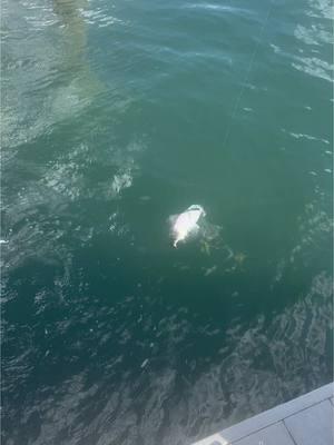 Always expect the unexpected  #jackcrevalle #dockfishing #shrimp #fishing #saltwaterfishing #saltlife #ladyangler #fisherman #fisherwoman #Love #2025 #yay #pumped #noboat #landfishing #lurefishing #jigging #tiktok 