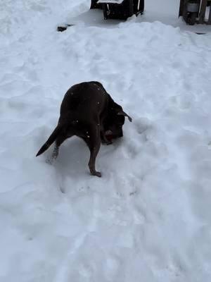 Wild and crazy lab!! Love hate relationship! #silverlab #silverlabsoftiktok #normalnotnormal 