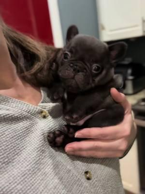 He’s the whittle baby 🥹🥹  #chubby #goshhescute #fypシ #foryoupage #bearcub #pibble12#frenchieshow #813frenchiesline #813frenchies #fortheloveofpuppies #puppiesgoviral #viralpuppy #chunky #squishyfacecrew #teddybearface #outstanding #bestofthebest #sweetlittleangel #sweetlittlepuppy #pibble  #yourbestlife #pibblelove #pibblelife #pibblemix #pibblemom #pibbleface #pibblesofig #pibbleadvocate  #pibblefans #pibblesofinstagram 