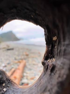 The witches stick #fyp #foryoupage #piecesoforegon #foryou #tiktok  #CapCut I think this stick belongs to somebody out there. #pnw #art #driftwood 