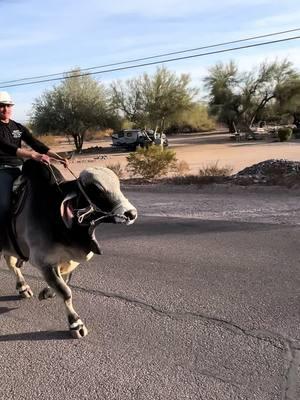 El torito 🐂#litohernandez #ranchomhaz #ranchomh 