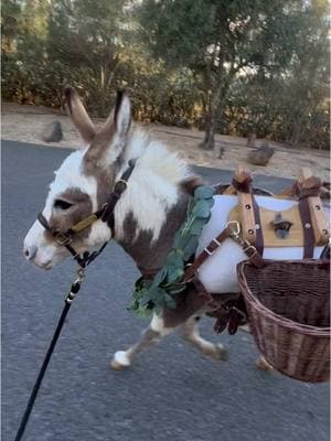 Getting off work vibes 🫏🍻✨  #thedrunkenburro #mobilebartending #beerburro #weddingburro #gettingoffworkbelike #fyp #strutting #minidonkey #donkey 