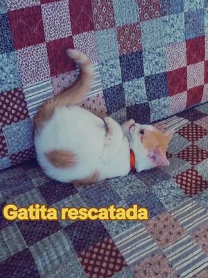 #gatita🐱🐯 #rescatada #fypviralシ #viralvideo #foryourpage #fyppppppppppppppppppppppp 