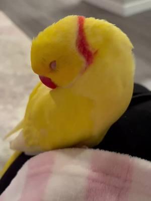 FEELIN MORE ✨CUTESY✨ THAN CHAOTIC 2DAY 🥱😇😴 #TeamTwinkie #CeleBIRDY #PamperedParrot #bird #parrot #birdtok #parrottok #birdsoftiktok #parrotsoftiktok #indianringneck #ringneckparrot #irn #birb #cute #banana #yellow #sleep #sleepy #nap #lullaby 