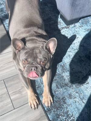 Incase you need a doomscrolling break. Here is Gus Gus. He’s mad I won’t let him outside cause it’s too cold. So he lies in the sun all day.  #frenchie #frenchbulldog #puppy #dogtax #puppytax 