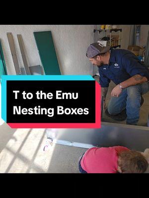 Assembly and review of some discount Nesting boxes off of T to the Emu #chicken #egg #nesting #nestingboxes #tryingsomethingnew #farmlife #homestead #voiceover #CapCut 