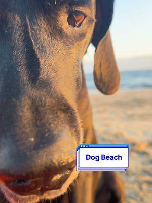 I love this girl baaaaaaaaad #greatdane #danesoftiktok #marley #sunsethour #dogbeach #dogsoftiktok 