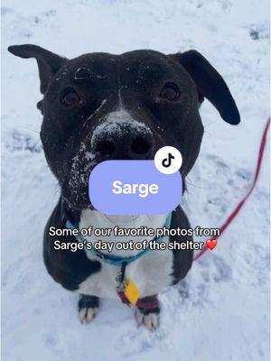 Adopt Sarge at City Dogs in Cleveland, Ohio! #dogsdayout #shelterdog #adoptadog #ohiodogs #citydogscle 