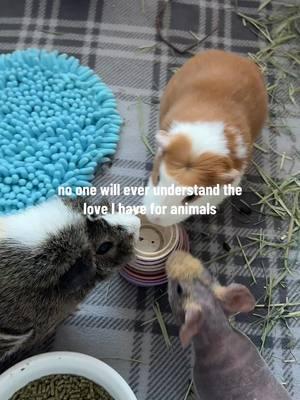 I love them so much! 🥹 Ib: @𝓇𝑜𝓎𝒶 #guineapig #guineapigsoftiktok #fyp #animals #guineapiglove #propercare #smallanimals #cute #pets ##fypシ##petcare