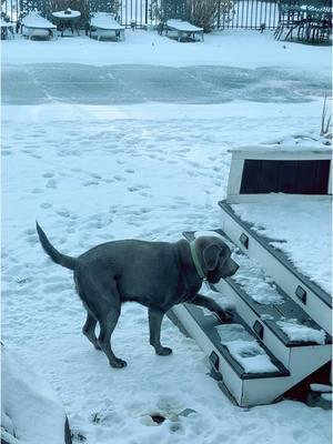 #PetsOfTikTok #silverlab #dog #dogsoftiktok 