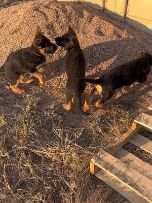 Yep dogs are just like us they feed off of each others energy! Spread love and joy today!! #pureheartgermanshepherds #pureheartgsd #gsd #germanshepherds #gsdfamily #gsdlove #gsdpets #gsdlife #germanshepherdlife #pets #dogs #doglife #puppies #coloradodogs #gsdbreeder #gsdpuppies #coloradopups #germanshepherdlove           . . . #puppiesofinstgram #puppiesoftiktoc #dogsofinstagram #dogsogtiktoc #petsofinstagram #petsoftiktoc  #germanshepherdsofinstagram #germanshepherdsoftiktoc  #gsdoftiktoc #gsdoftiktoc 