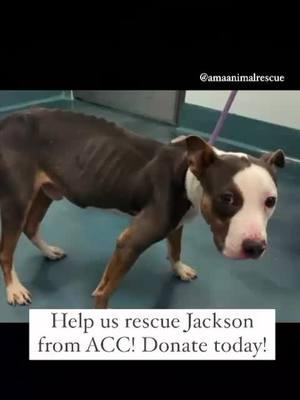 Will you help? #amaanimalrescue #rescuedog #adoptdontshop #pitbullsoftiktok #viraltiktok 