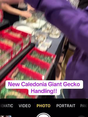 #caledonia #newcaledonia #giant #gecko #newcaledoniangecko #animalexpo