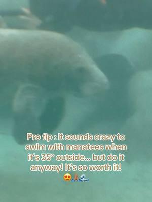 Best day ever! 🥹🙏🏽🌊  #manatees #crystalriver #threesisterssprings #florida #manatee #relatable #dreamlife 