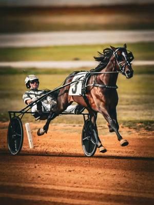 One of my favorite horses in 2024, Hambletonian Champion KARL #harnessracing #horseracingphotography #standardbredtrotter 