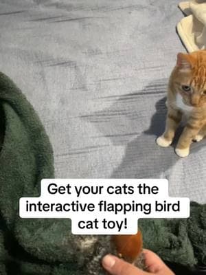 Leo loves his new Flapping bird toy! #cat #cattoy #flappingbird #potaroma 