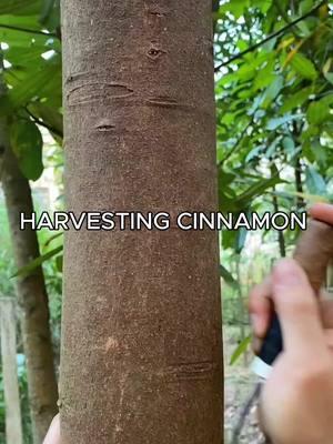 Exploring the Art of Cinnamon Tree Harvesting 🌳#cinnamon #tree #harvest #asmr 