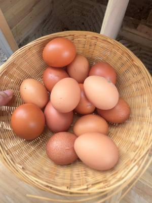 Thankful for my girlies 🥚🤎🐓 #chickensoftiktok #collectingeggs #chickeneggs #backyardfarm #homesteading #chickenowner #chickentok #eggs #fresheggs #fresheggaeveryday #chickenmom #ilovemychickens #misgallinas #mispollos 