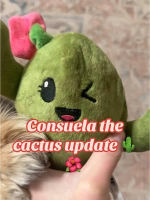 Update on Consuela 🌵 🌺 #dogsoftiktok #Consuela #GoldenRetriver #GoldensOfTiktok #DogToys #MostLoved #PetLovers #ShopBark #TikTokShopJumpstartSale