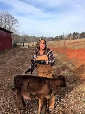 Baby calves #farmlife #babyanimals #farmanimals #critters #homestead 