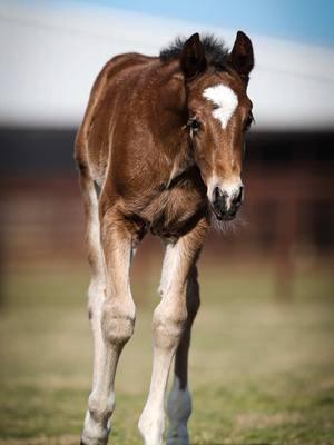 Pride And Joyy ‘s first crop is HERE and can you blame us for being so obsessed??? 😍  The foal is a bay colt out of Popular Rodeo Babe, who is by Badgers Rodeo Red and out of a Popular Resort Figure mare. #theverybest | #soloselecthorses | #stallion | #foal | #ropehorse | #bayroan | #relentlessremuda | #heelhorse | #foal | #foalsofinstagram 