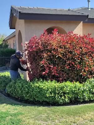 #no se que dise#pero me puedo gaar 800. disen que si se ase viral😂veamos si es cierto #photinia #jardineros #satisfying #yarderos 