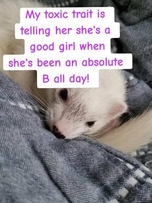 She may be a B word but she's a beautiful B word! 😉😅 #mytoxictraits #beautifulgirl #feefee #toxictrait #ferret #shesagoodgirl #goodgirl #adorablepets #shesperfect #ferretcuddles #cuddletime 