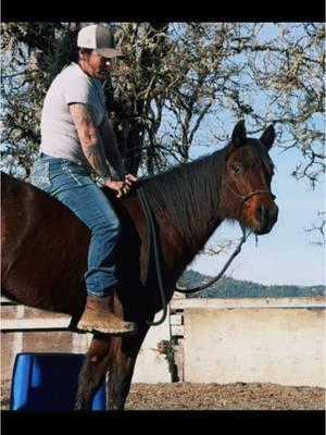 Preparing the horse for its first time with a person on its back #horses #horsetraining #treadsoftlyhorsetraining #aphc #toddlerhorse #coltstarter 