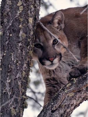 To be honest when he locked eyes with me I felt like he was looking into my soul. So much respect for these powerful animals. Having the opportunity hunt so many different species of animals, mountain lion hunting just hits different. #archery #huntingdog #wildlife #cats