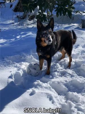 It was my boys first time seeing snow and he had a blast!!! Gonna have to take him on trips from now on cause look how happy he is 💜💜💜 #snow #snola #sneaux #nola #louisiana #snowday #dogsoftiktok #dog #fyp #neworleans 