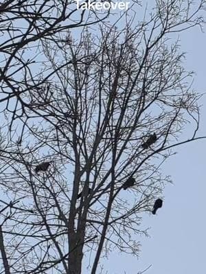 Ever since January 20th, the trees here in Maine have been swarmed by crows. Their gatherings are eerie and mesmerizing—like something straight out of a movie. Have you noticed this where you are? #Maine #Crows #NatureVibes #WinterScenes 