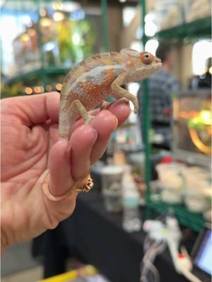 This baby was the star of our last @Reptile Super Show. Cute as a button with the sweetest, most curious little personality! He was quickly swooped up at the show and it was the cutest thing ever watching him steal his new mama’s heart. 🥹🥰 #PantherChameleon #ambilobepantherchameleon #cute #babylizard #chameleonbreeder #reptileexpo #reptilesupershow 