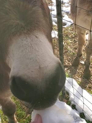 #snowball #olliethedonkey #yellowsnow 