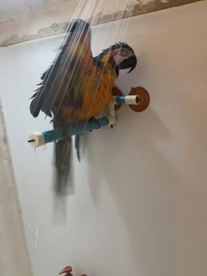 #birdbath #niko  #wildbird Niko loves his bath #